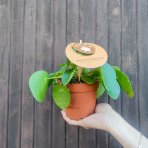 Pilea (Pilea peperomioides)  - výška 10-15 cm ⌀20-25 cm, kont. C1L